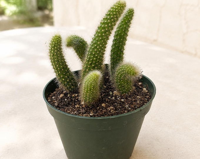 Monkey Tail Cactus Live Rooted Cactus Plant in 4 Inch Pot Indoor Cactus Plant Patio Plant Gift for Collector