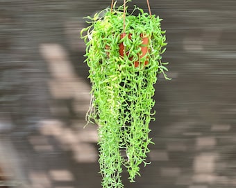 Trailing String of Banana Succulent Plant Curio Radicans Hanging Basket Plant Gift Easy Care Indoor Outdoor Drought Tolerant Decor 4/6" Pot