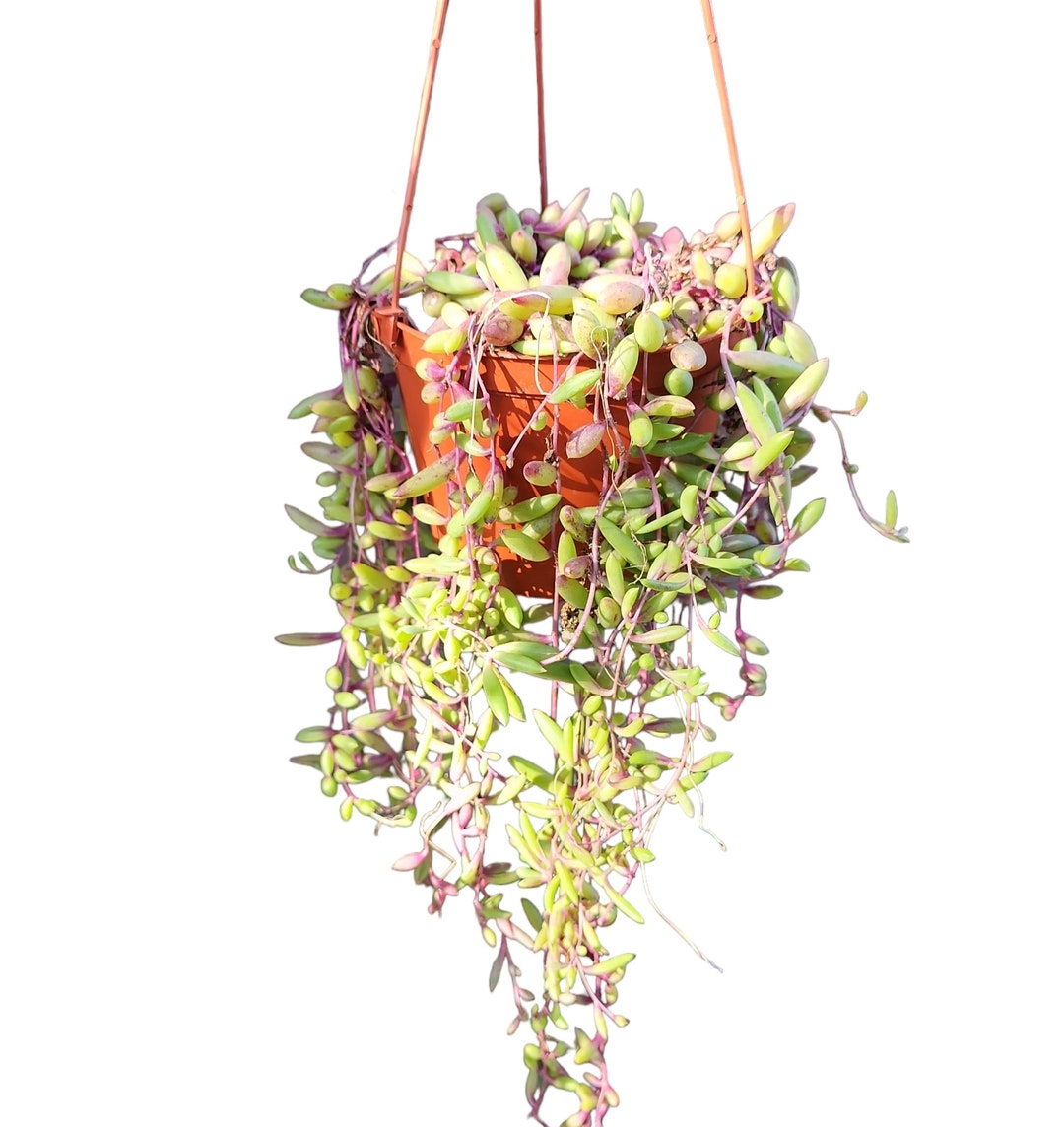 Vibrant String of Ruby Necklace Succulent Trailing Indoor Plant Easy Care Unique Plant Outdoor