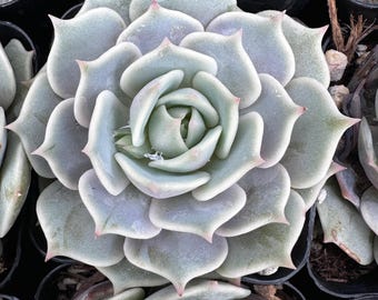 Echeveria Lola – Rare Rosette Succulent, Easy Care Indoor Plant, Fairy Garden Arrangement & Unique Gift for Plant Lovers
