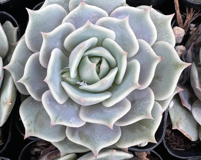 Echeveria Lola – Rare Rosette Succulent, Easy Care Indoor Plant, Fairy Garden Arrangement & Unique Gift for Plant Lovers