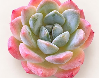 Pink Echeveria Succulent Ice Soul Rosette Gift for Plant Lover Live Plant