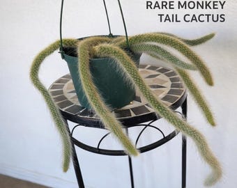 Monkey Tail Cactus Cleistocactus Colademononis 6 Inch Fuzzy Trailing Succulent