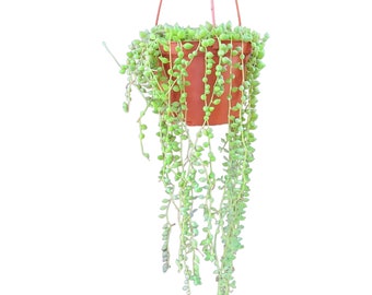 Senecio Rowleyanus Hanging Succulent Potted Exotic Succulent Rare Hanging Plant Collector Houseplant String of Plant Greenhouse Display Gift