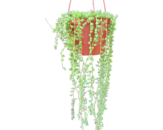 Senecio Rowleyanus Hanging Succulent Potted Exotic Succulent Rare Hanging Plant Collector Houseplant String of Plant Greenhouse Display Gift