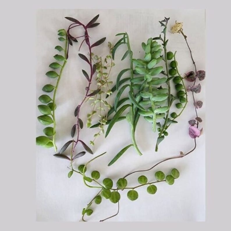 Ten varieties of string succulents displayed on light background highlighting textures and trailing stems.