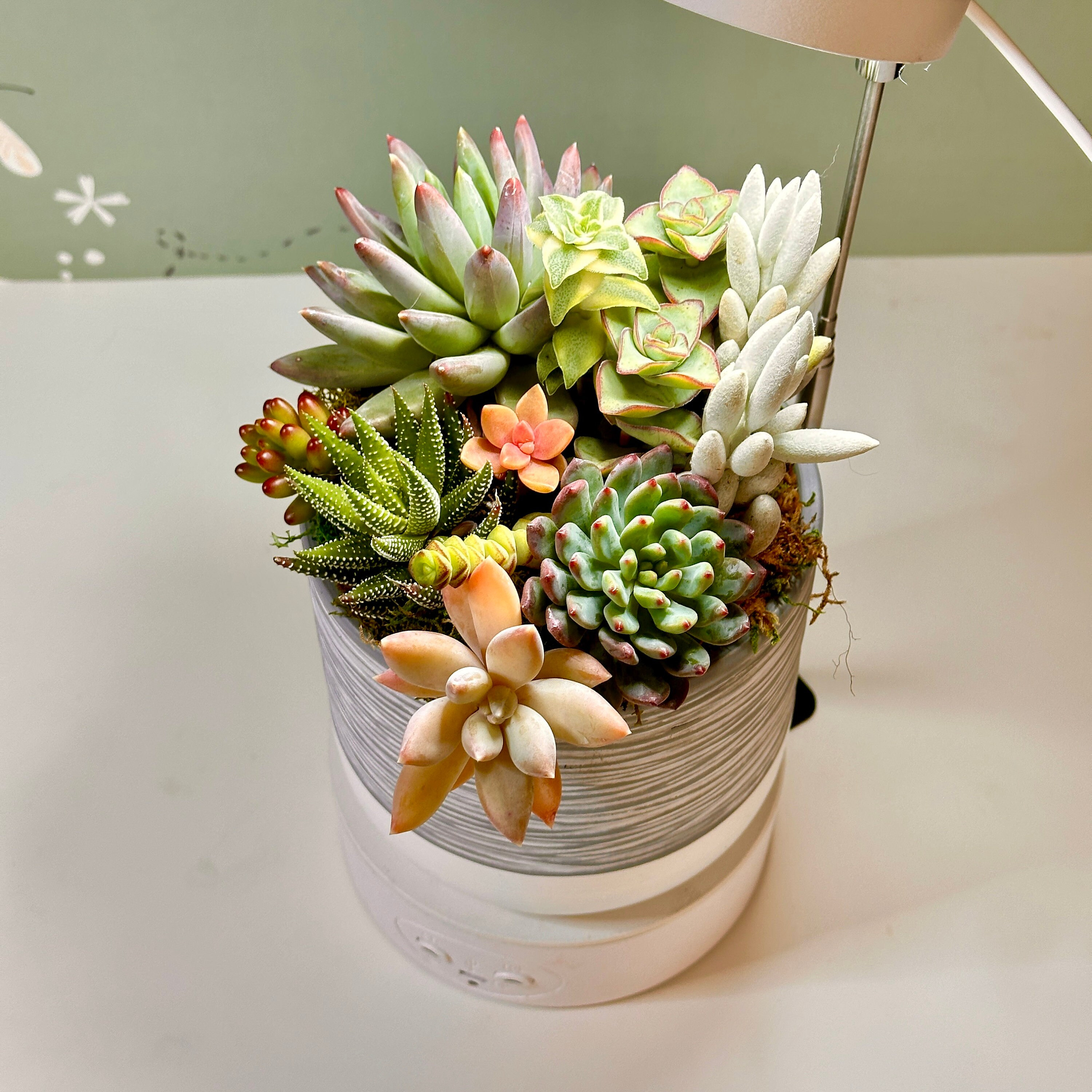 gallery photo