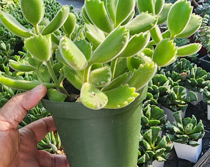 Bear Paws Succulent Cotyledon Tomentosa Live Fuzzy Leaves Houseplant Rare Indoor Plant Home Decor Succulent Gift Idea