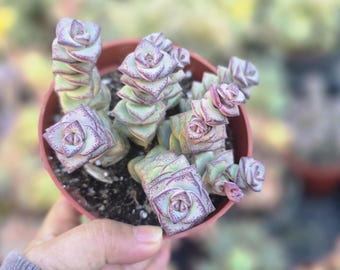 Mini Crassula Succulent: Tom Thumb Fairy Garden Plant