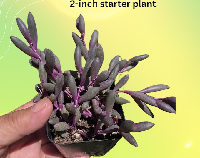 String of Rubies Succulent Live Plant Gift Trailing Ruby Necklace Plant Rooted Starter Rare Low Maintenance Plant Lover Gift 2" Small Pot
