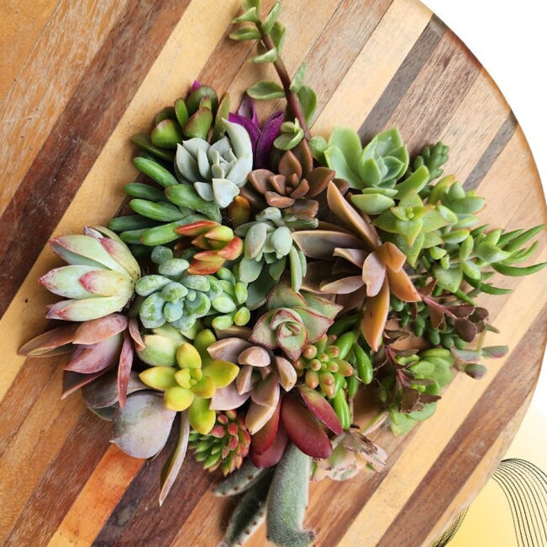 Succulent fairy