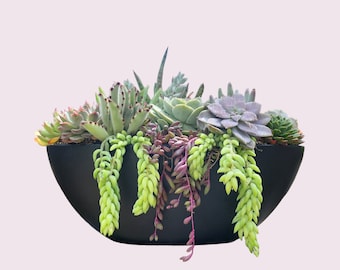 Live Succulent Arrangement Tabletop Decor Cactus Garden Gift for Plant Lovers Housewarming Gift for First Homeowners Table Centerpiece