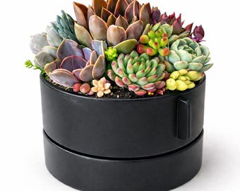 Modern Live Succulent Arrangement In Black Ceramic Pot Desk Table Gift