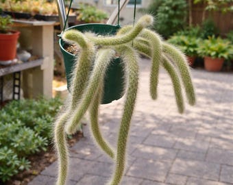 Monkey Tail Cactus Cleistocactus Colademononis 6 Inch Fuzzy Trailing Succulent