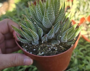 Haworthia Fasciata Zebra Plant Live Succulent Plant Easy Care Low Maintenance Potted Houseplant Indoor Desk Plant Air Purifying Succulent