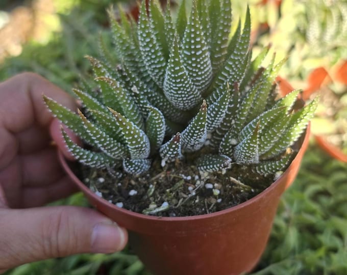 Haworthia Fasciata Zebra Plant Live Succulent Plant Easy Care Low Maintenance Potted Houseplant Indoor Desk Plant Air Purifying Succulent