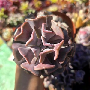Echeveria Cubic Frost Succulent - Rare Rosette Plant