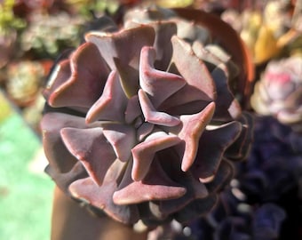 Echeveria Cubic Frost Succulent Rare Specialty Plant Unique Rosette for Indoor Garden or Succulent Collection - Ships bareroot