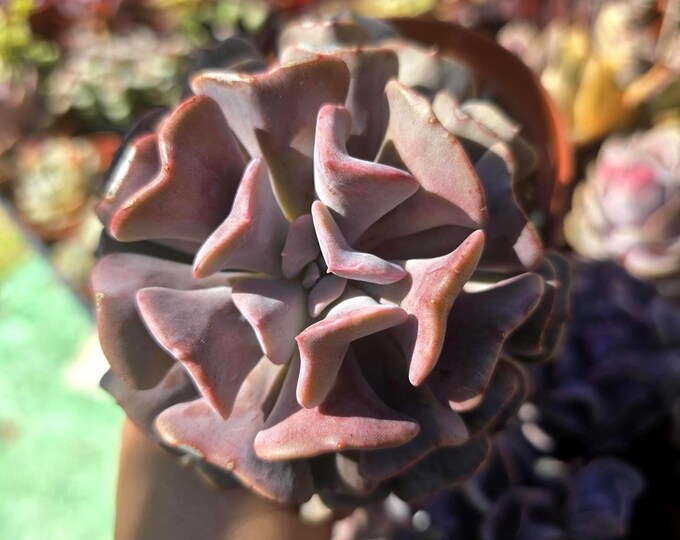 Echeveria Cubic Frost Succulent Rare Specialty Plant Unique Rosette for Indoor Garden or Succulent Collection - Ships bareroot