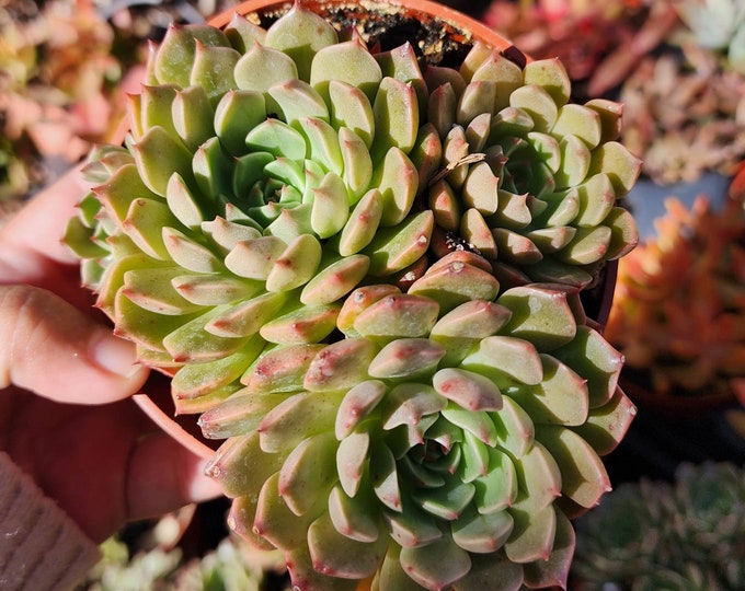Echeveria Olivia Succulent, Home Office Decor, DIY Succulent Garden