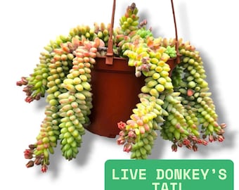 Sedum Burros Tail Hanging Succulent Donkey Tail Plant Live Trailing Gift for Plant Lover Easy Care Houseplant Outdoor Patio Decor 6-inch