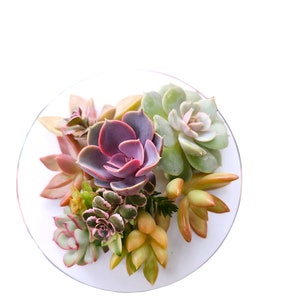 Rare Succulent Cuttings Variety Pack: DIY Mini Garden Starter Set