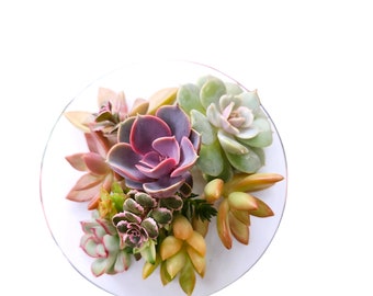 Succulent Cuttings Kit Mini Aeonium Echeveria Propagation Gift Unrooted Garden Project Bundle for DIY Centerpieces Decor