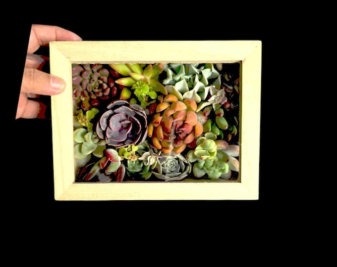 Succulent Gift Box 15 Assorted Live Plants Mini Succulent Collection for Propagation Home Decor DIY Projects Unique Gift for Plant Lovers