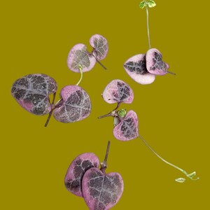 Variegated String of Hearts Succulent Rare Plant Cuttings Trailing Succulent for Propagation Easy Care Gift Indoor Decor
