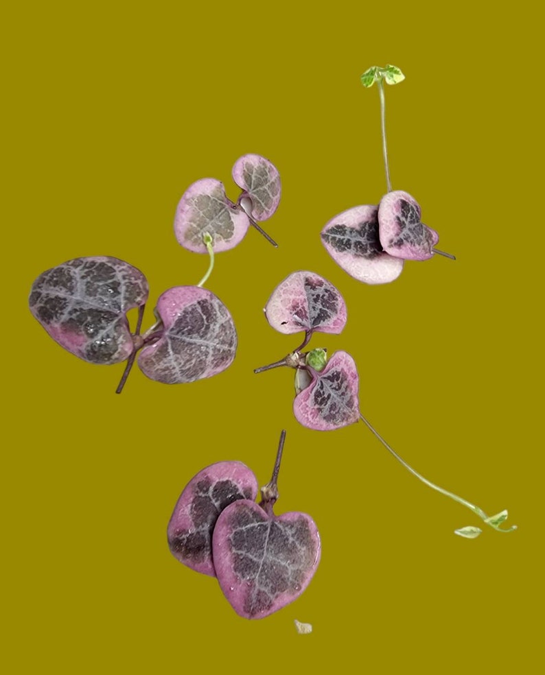 Variegated String of Hearts Succulent Rare Plant Cuttings Trailing Succulent for Propagation Easy Care Gift Indoor Decor