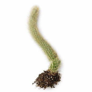 Assorted String Succulent Cuttings 10 or 16 Varieties Live Rare Trailing Plant Bundle imagen 12