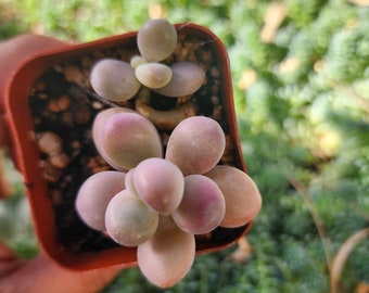 Pink Moonstones Succulent – Perfect for Desk Decor, DIY Garden, Wedding Favors, Zen Garden Accent, Eco-Friendly Gifts & Terrariums