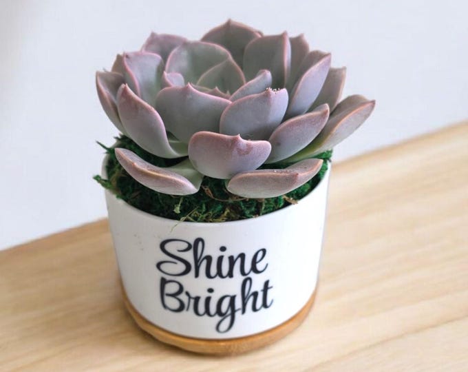 Custom Quote Succulent Gift White Ceramic Pot with Live Plant Personalized Text or Logo
