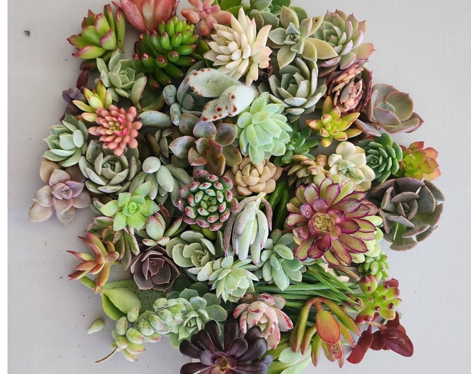 Bulk Succulent Cuttings Mystery Box 60pc Live Baby Plants Propagation Kit Assorted Varieties Gift for Plant Lover Bonus Extras