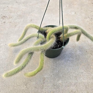 May include: A hanging basket with a trailing cactus. The cactus has long, segmented stems with a light green hue and a fuzzy, white texture. The dark green pot is suspended by a wire hanger, set against a neutral background.