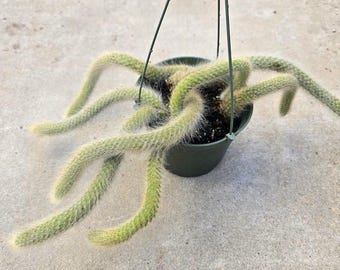Monkey Tail Cactus Hanging Plant Rare Fuzzy Trailing Succulent Gift