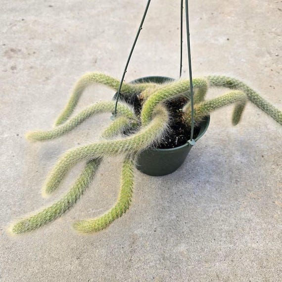 Monkey Tail Cactus Hanging Plant Rare Fuzzy Trailing Succulent Gift - Etsy  Israel