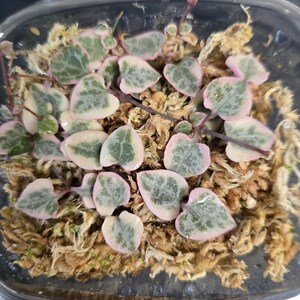 Close-up of trailing VSOH stems with healthy nodes and roots, showing the unique pink and green variegation.