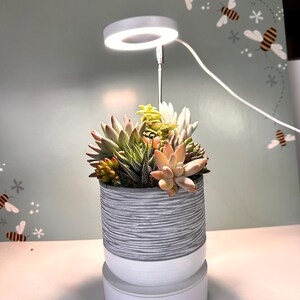 May include: A white and gray ceramic planter with a variety of succulents. A white ring light is attached to the planter and is turned on.