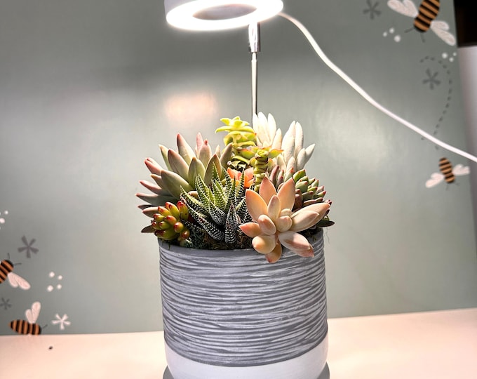 Succulent Garden Gift with LED Grow Light Easy Care Indoor Plant Decor Unique Living Centerpiece Desk Plant for Her Office Mothers Day
