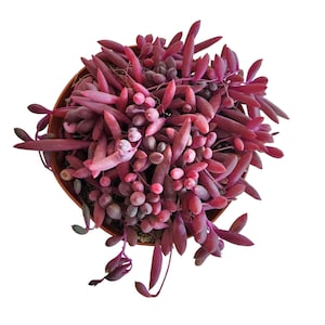 Rare String of Ruby Succulent: Hanging Live Plant, Easy Care