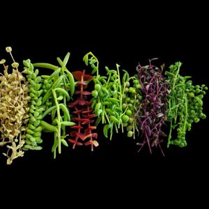 Assorted String Succulent Cuttings 10 or 16 Varieties Live Rare Trailing Plant Bundle imagen 2
