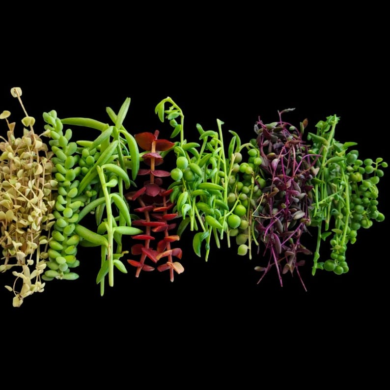 Assorted String Succulent Cuttings 10 or 16 Varieties Live Rare Trailing Plant Bundle imagen 2