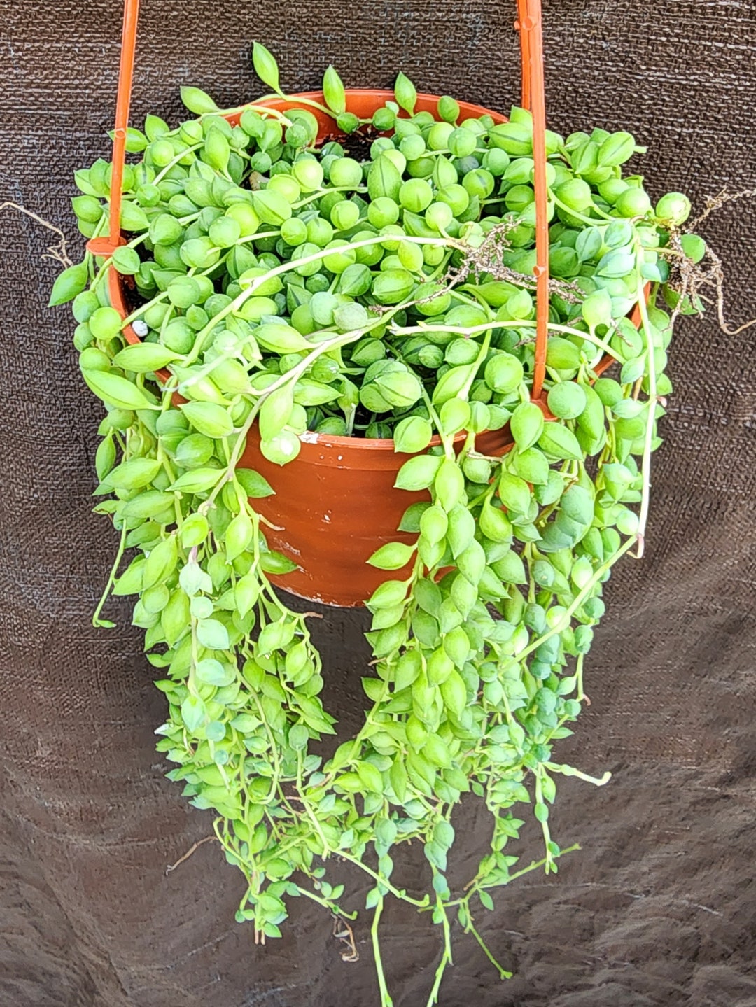 String Greenery String of Tears Succulent Gift for Her Live Trailing Plant Easy Care ...