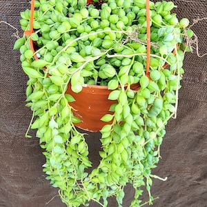 String of Tears Succulent