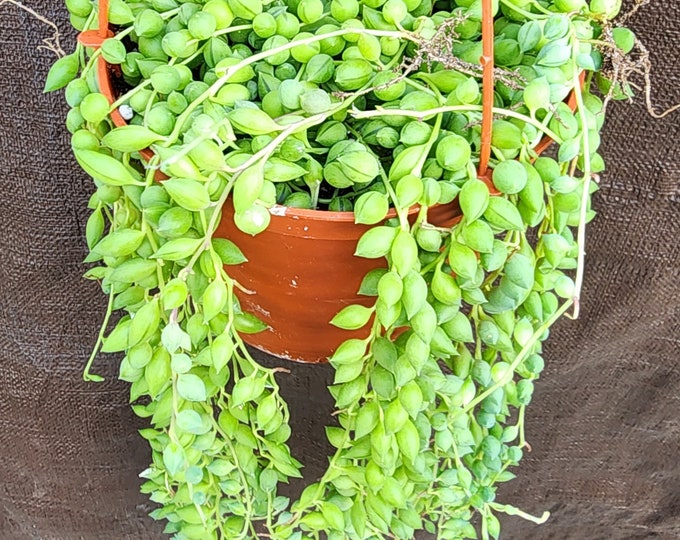 String of Tears Succulent Gift for Her Live Trailing Plant Easy Care Vine for Boho Decor Unique Greenery for Women Nature Inspired Present