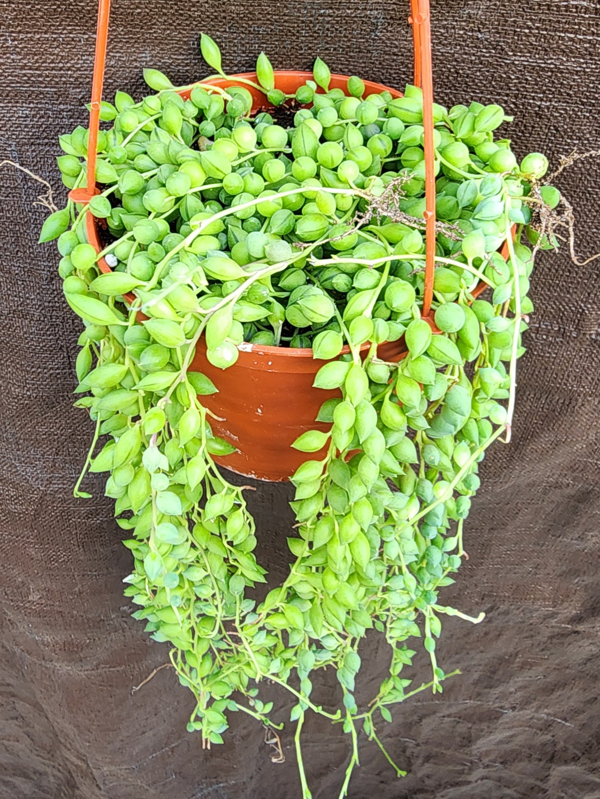 Plants Mini Embroidery String of Pearls Pothos and String of Bananas Small  Wall Hanging 