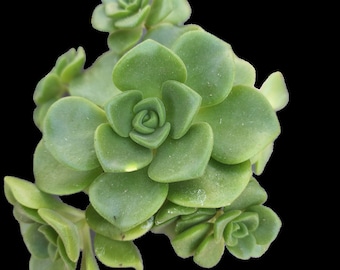 Aeonium Lilypad Succulent Live Plant Home Decor Low Maintenance Indoor Outdoor Succulent 4 Inch Pot Table Centerpiece Rock Garden Plant Gift