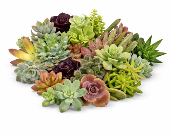 12 Mixed Succulent Cuttings Variety Pack Indoor DIY Garden Unrooted Plant Set