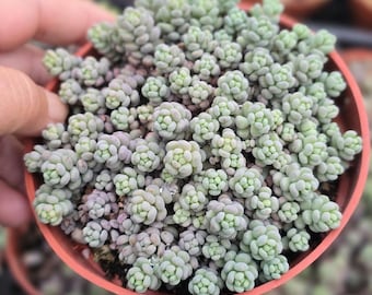 Corsican Stonecrop Sedum – Purple Ground Cover Succulent for Fairy Gardens or Terrariums